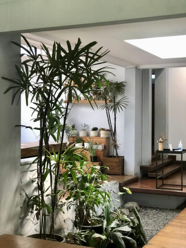 Green Indoor Plant Near Brown Wooden Table